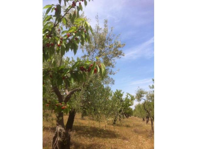 Anteprima foto 5 - Casa indipendente in Vendita a Ruvo di Puglia - Calendano