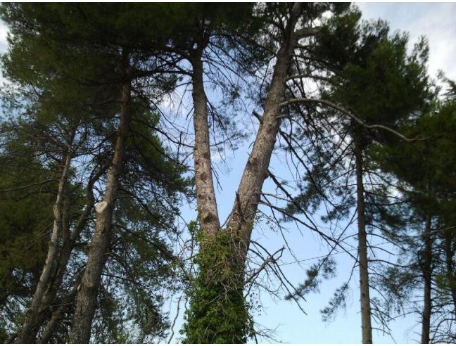 Anteprima foto 2 - Casa indipendente in Vendita a Sassocorvaro Auditore (Pesaro e Urbino)