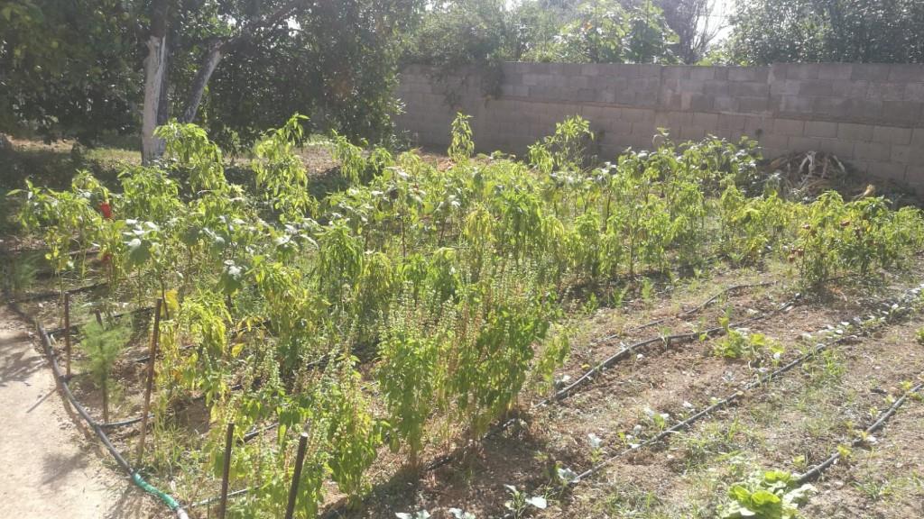 immagine annuncio 3 di 7