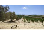 Foto - Terreno Agricolo/Coltura in Vendita a Noto - San Lorenzo