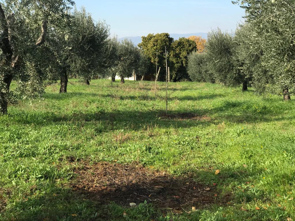 immagine annuncio 4 di 7