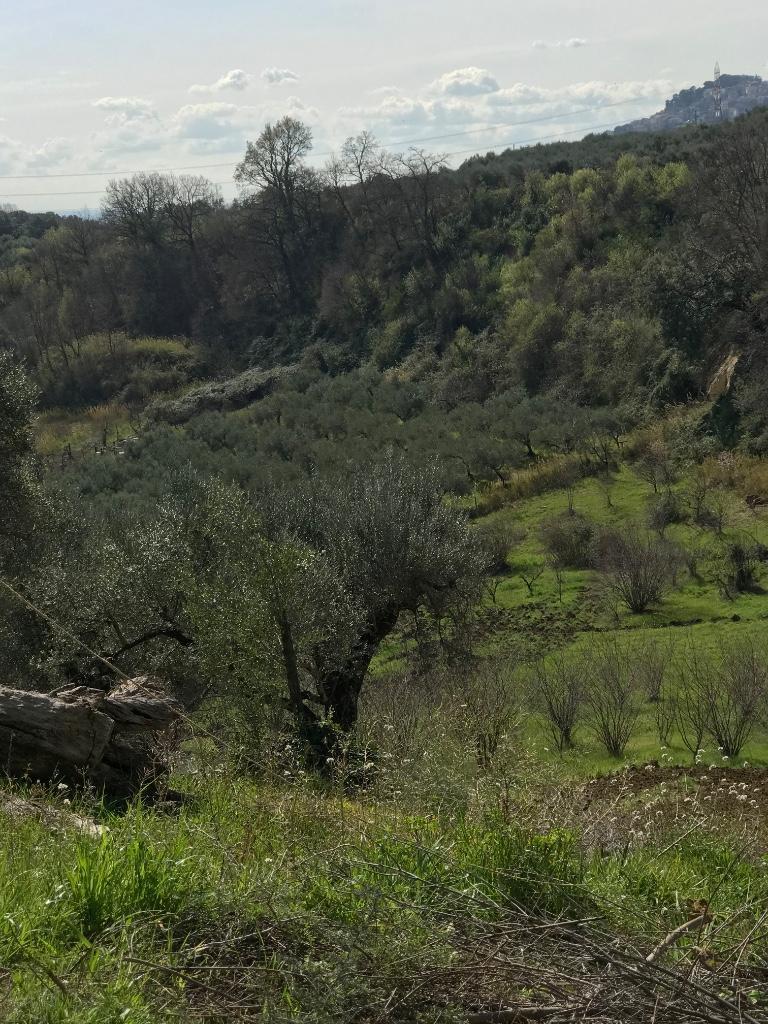 immagine annuncio 2 di 7