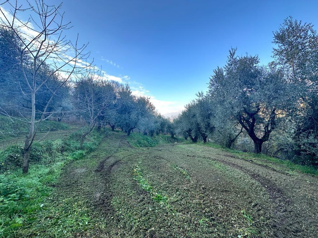 immagine annuncio 4 di 7