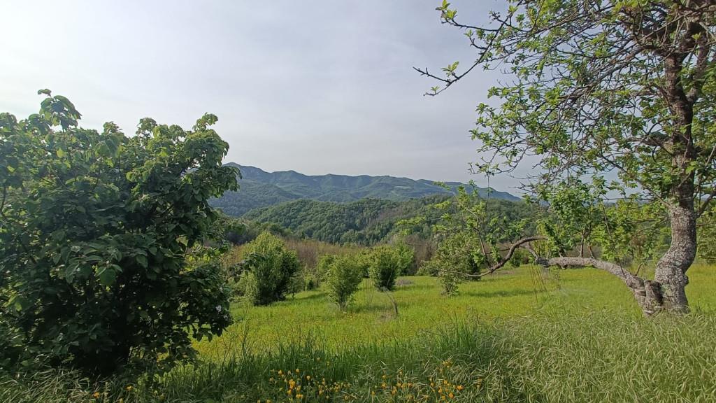immagine annuncio 2 di 6