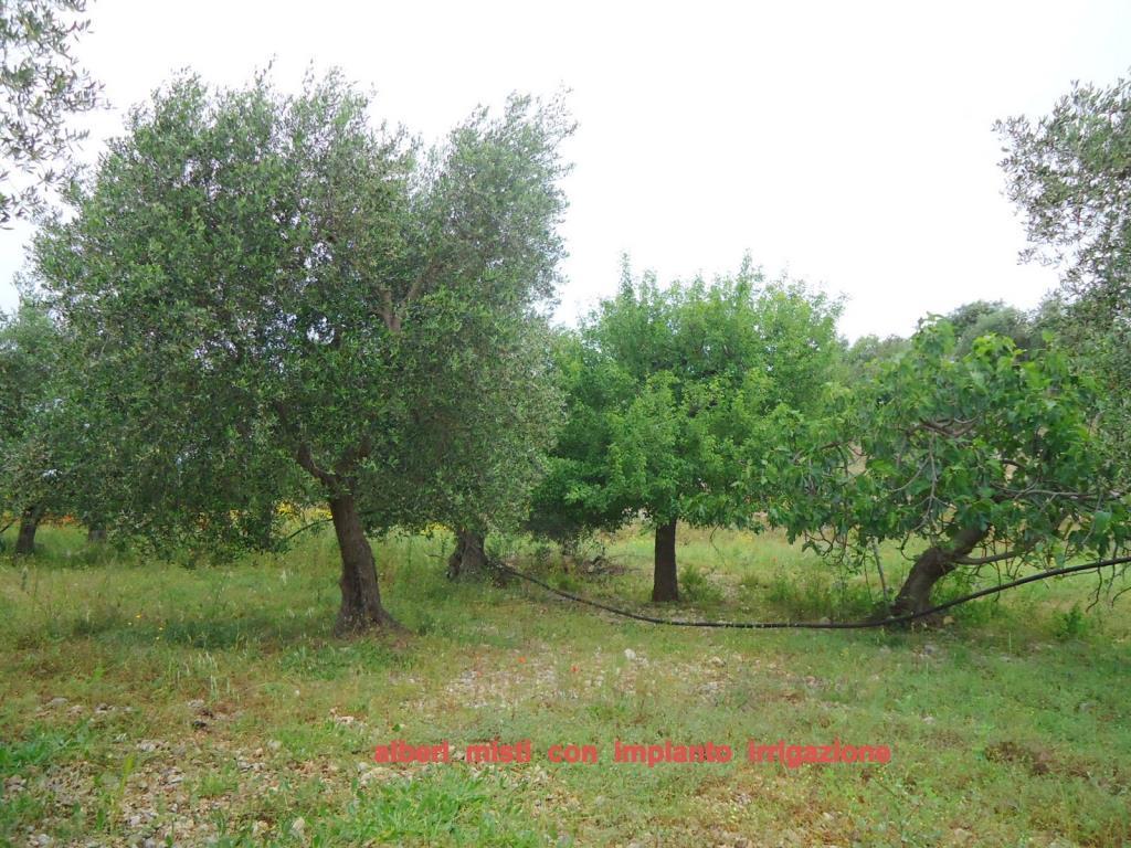 immagine annuncio 4 di 7