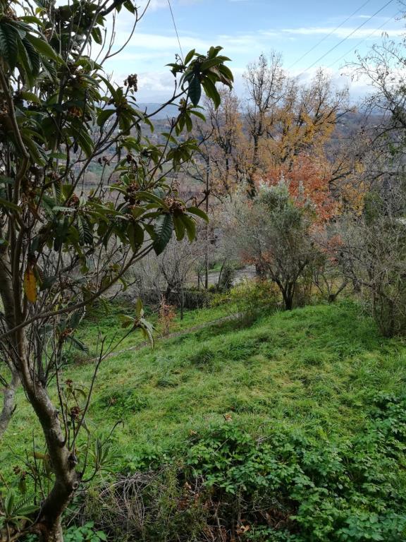 immagine annuncio 5 di 7