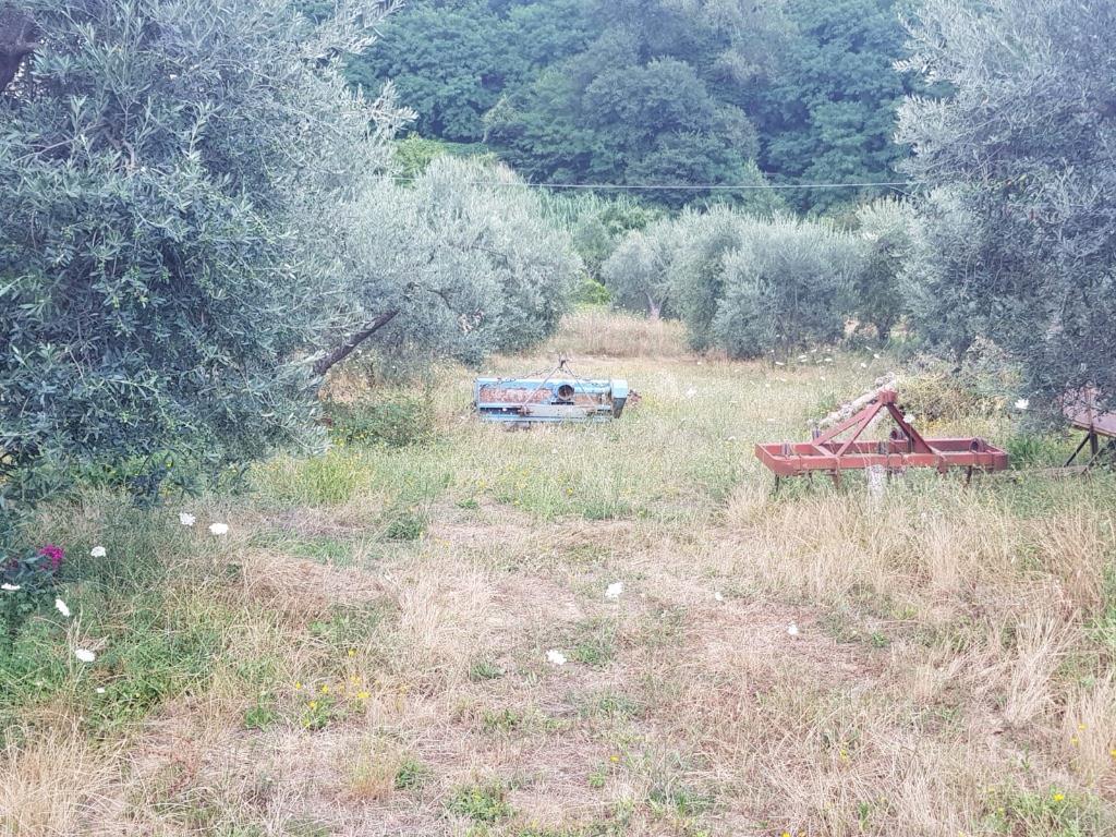 immagine annuncio 2 di 7