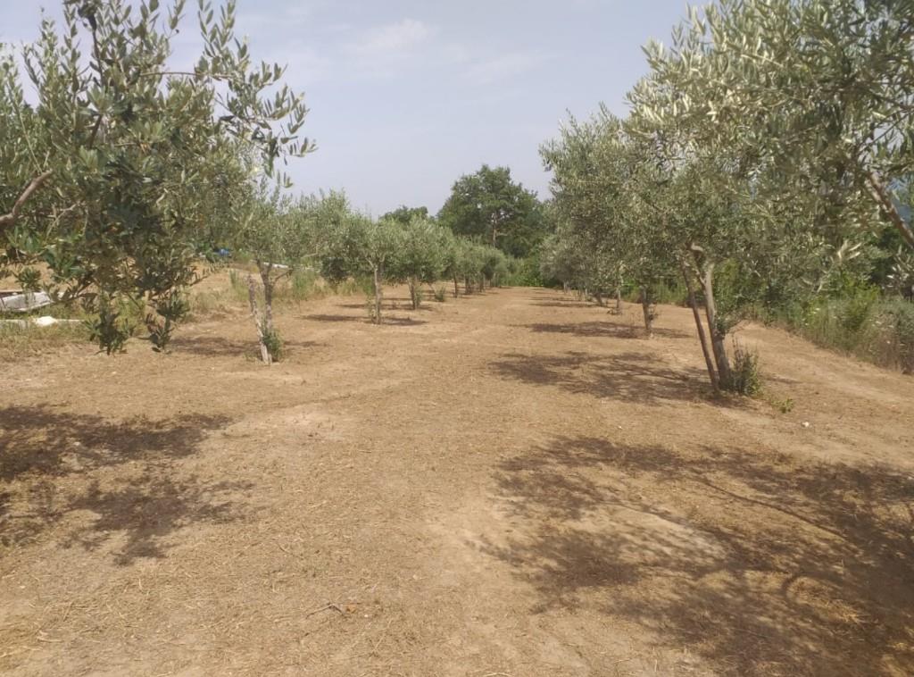 immagine annuncio 4 di 7