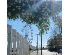 Foto - Affitto Appartamento Vacanze da Privato a Bellaria-Igea Marina (Rimini)