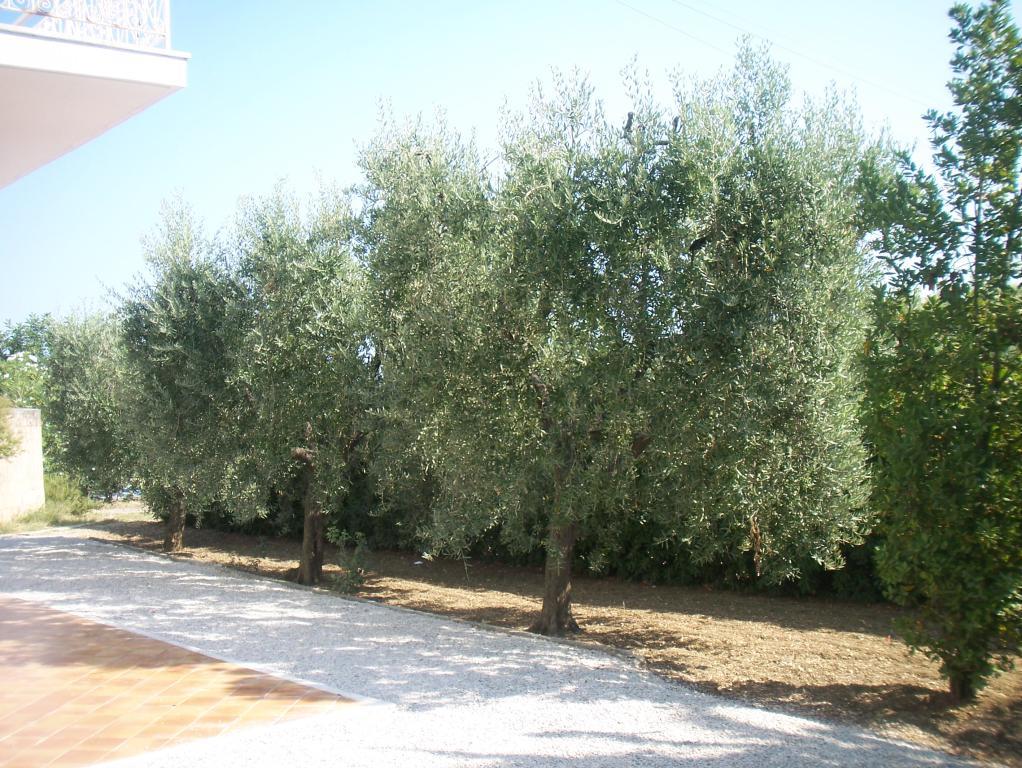 immagine annuncio 3 di 7
