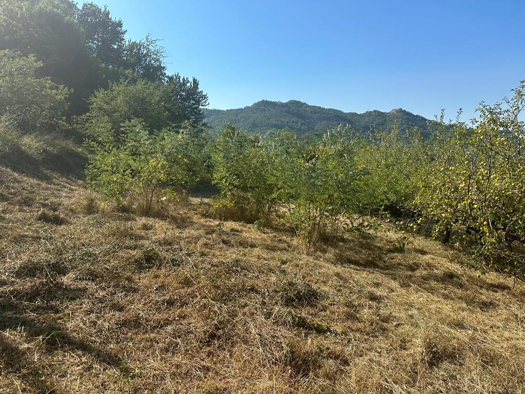 immagine annuncio 5 di 7