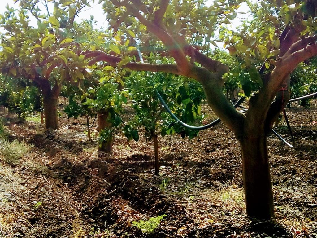 immagine annuncio 2 di 6