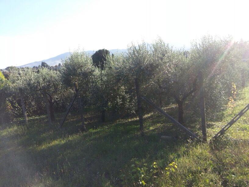 immagine annuncio 6 di 7