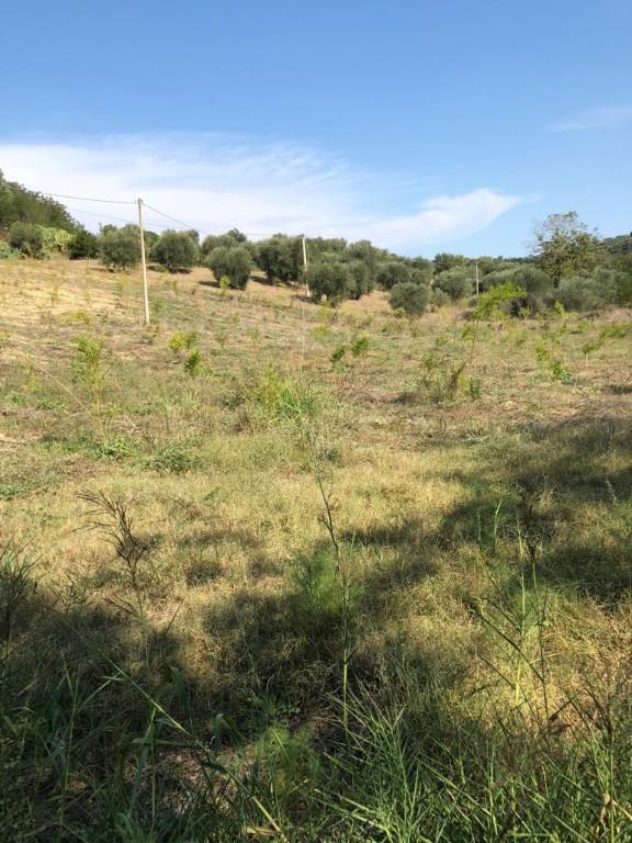 immagine annuncio 3 di 7