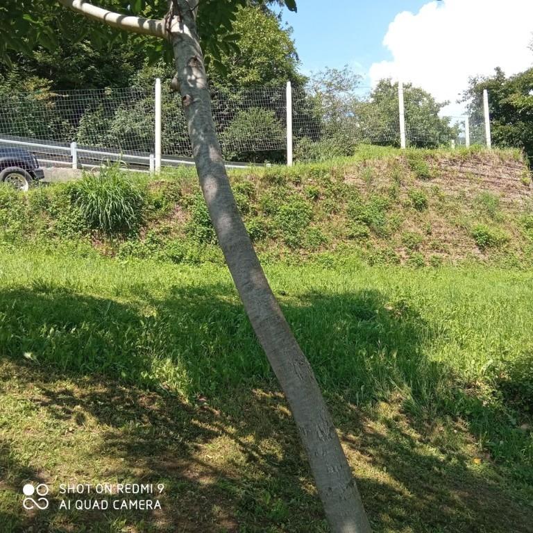 immagine annuncio 2 di 4