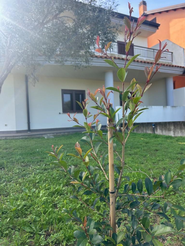 immagine annuncio 1 di 6