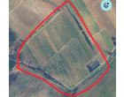 Foto - Terreno Agricolo/Coltura in Vendita a Santarcangelo di Romagna (Rimini)
