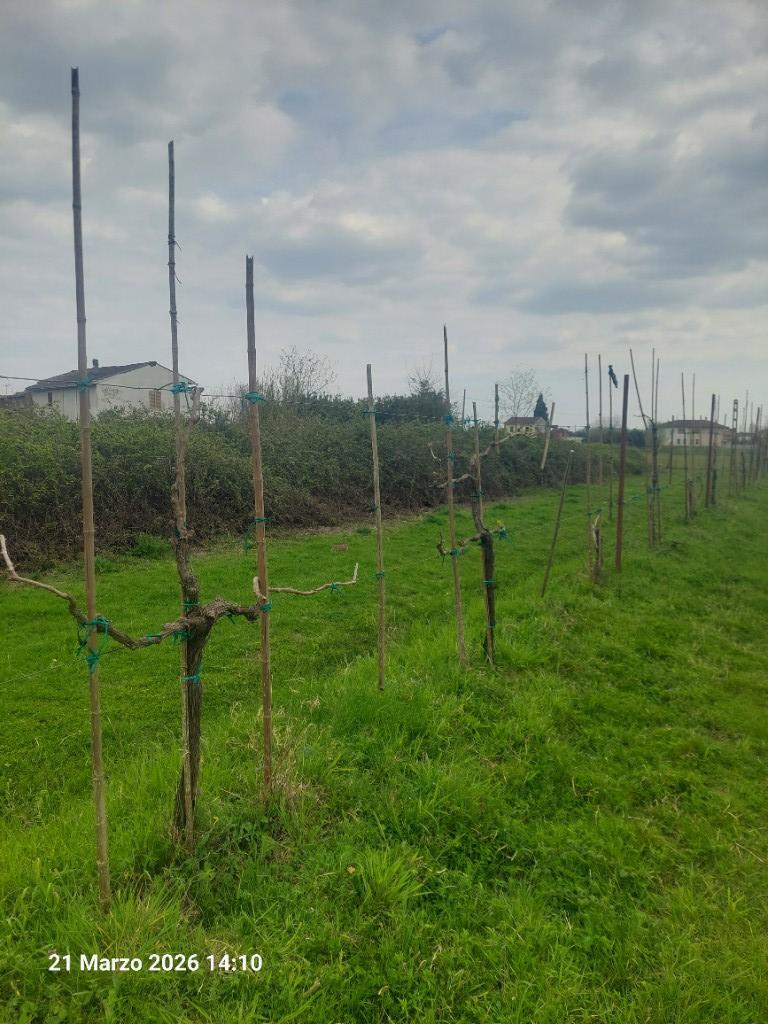 immagine annuncio 2 di 7