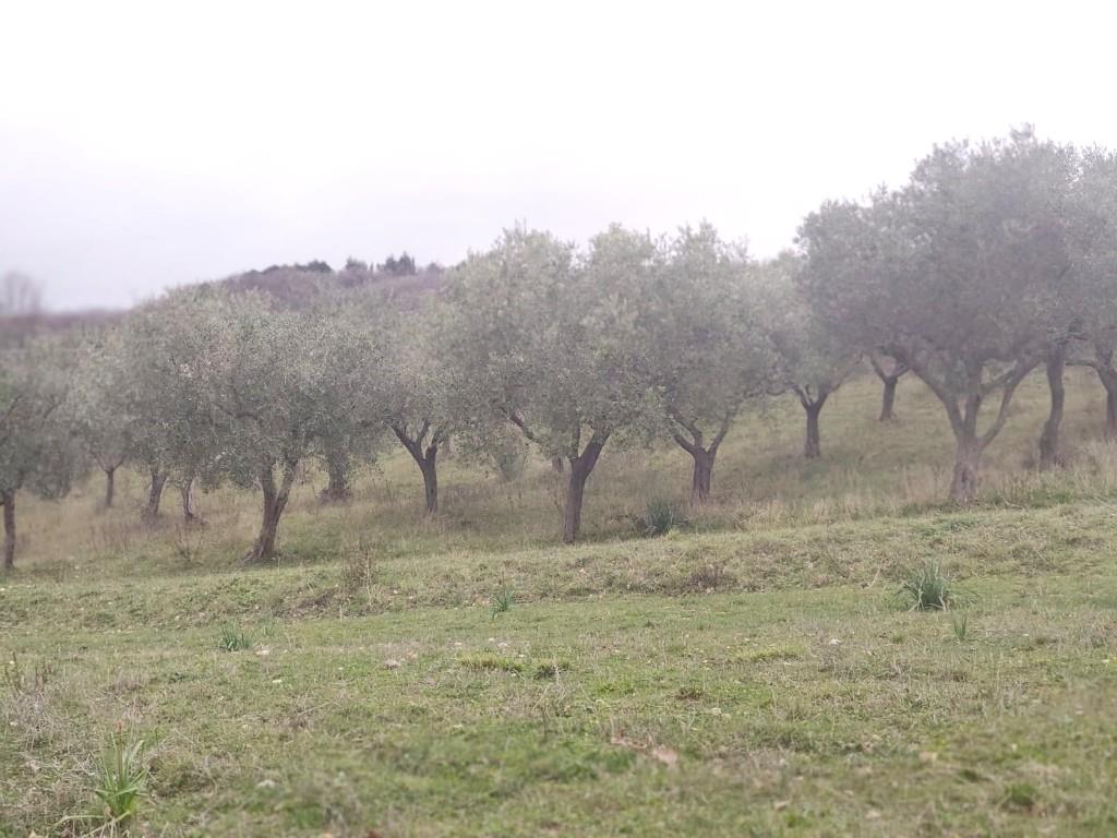 immagine annuncio 4 di 6