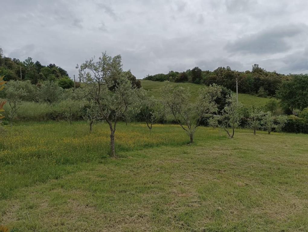 immagine annuncio 6 di 7
