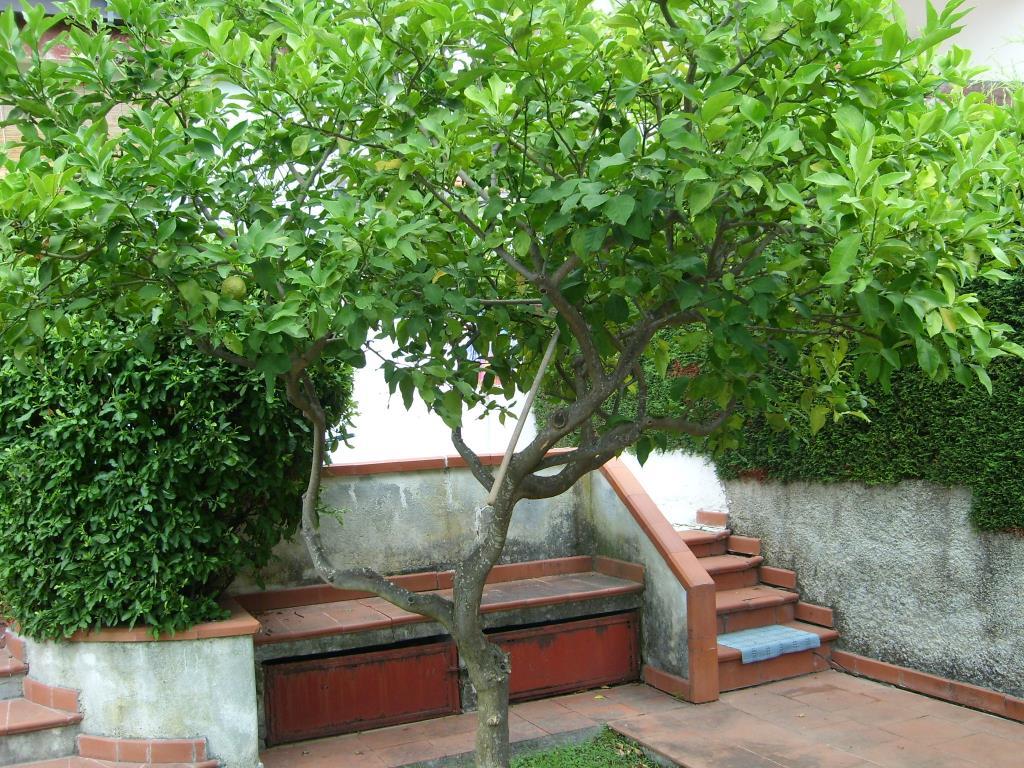immagine annuncio 5 di 7
