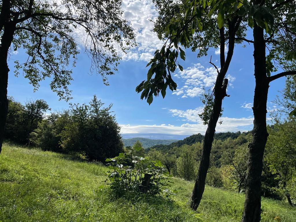 immagine annuncio 3 di 7