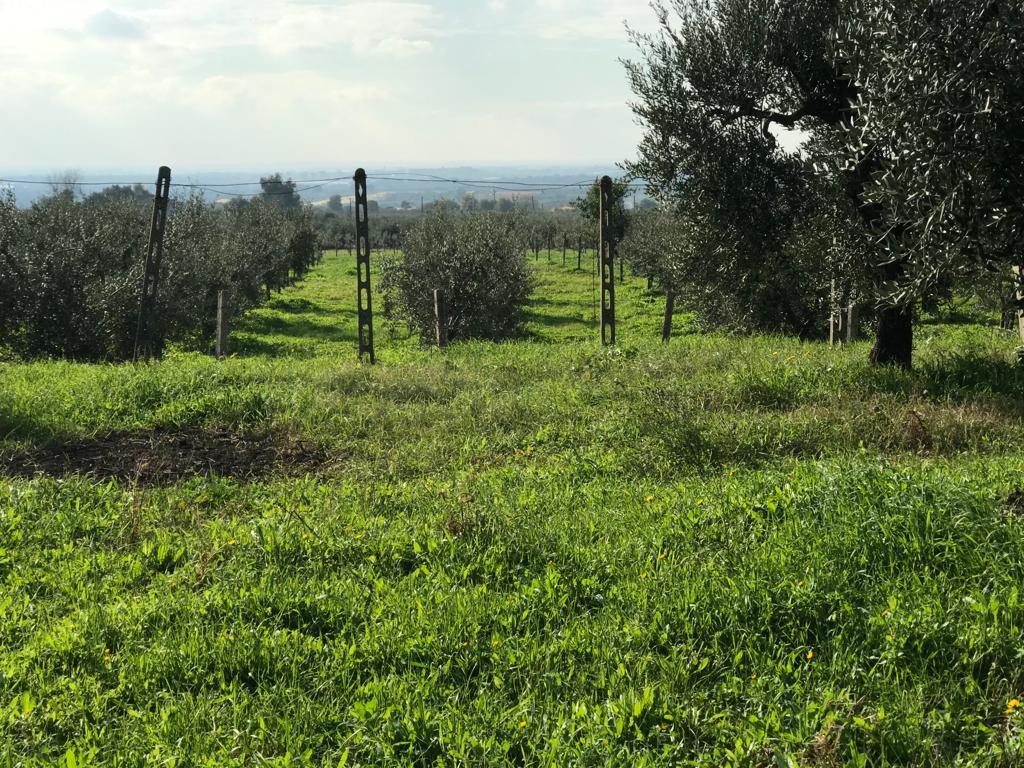 immagine annuncio 5 di 7