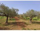 Foto - Terreno Agricolo/Coltura in Vendita a Petrosino - Agghi