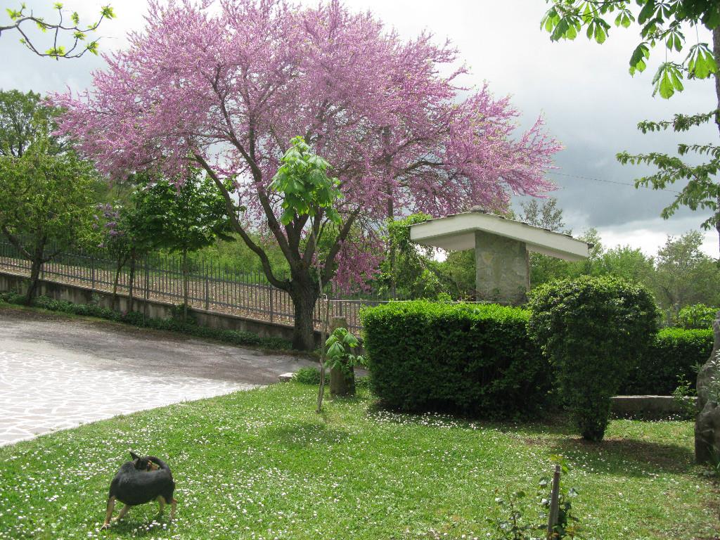 immagine annuncio 2 di 7