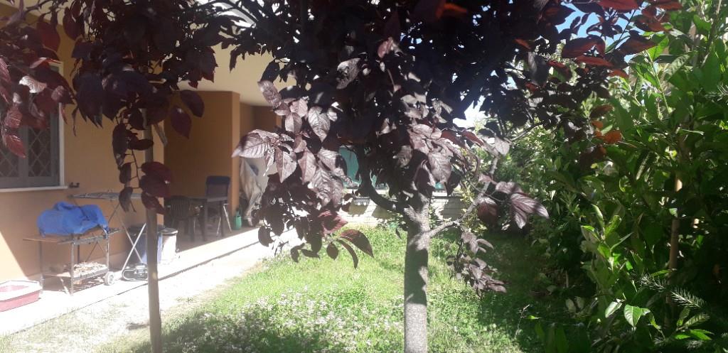 immagine annuncio 4 di 7
