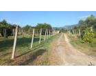 Foto - Terreno Agricolo/Coltura in Vendita a Velletri (Roma)