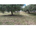 Foto - Terreno Agricolo/Coltura in Vendita a Alcamo - Alcamo Marina