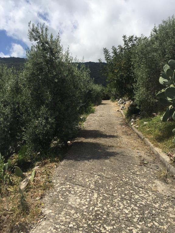 immagine annuncio 2 di 7