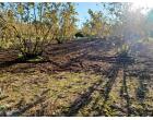 Foto - Terreno Agricolo/Coltura in Affitto a Giffoni Sei Casali (Salerno)