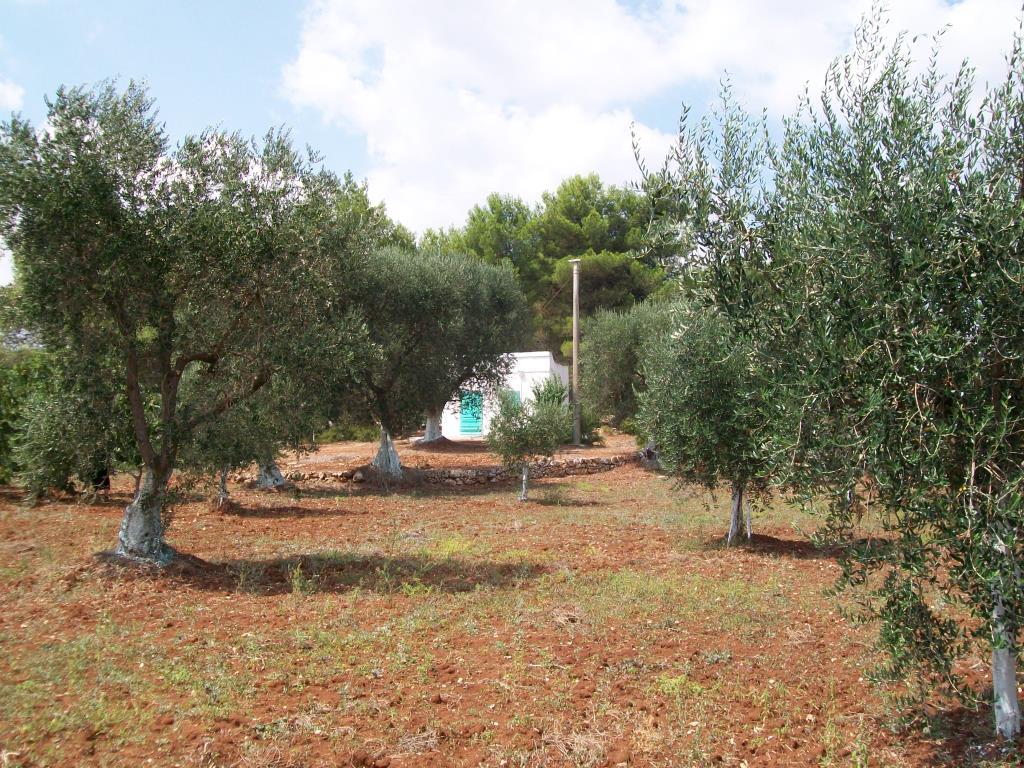 immagine annuncio 4 di 6