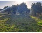 Foto - Terreno Edificabile Residenziale in Vendita a Monte Giberto (Fermo)