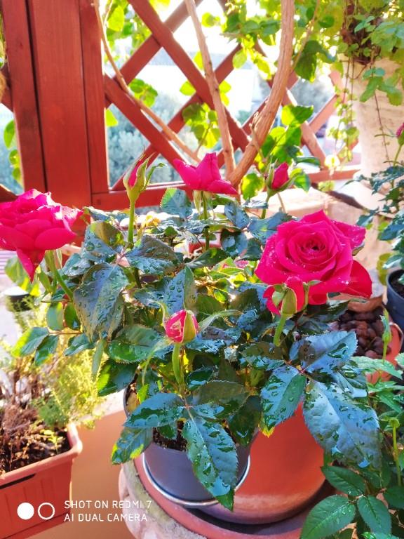 immagine annuncio 6 di 7