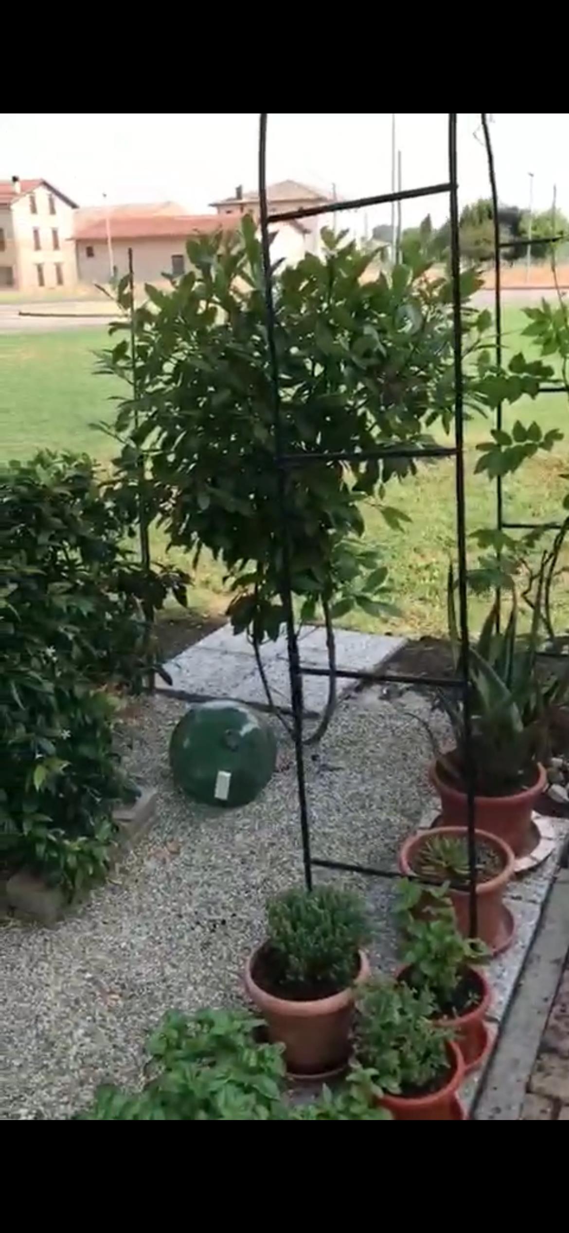 immagine annuncio 4 di 7