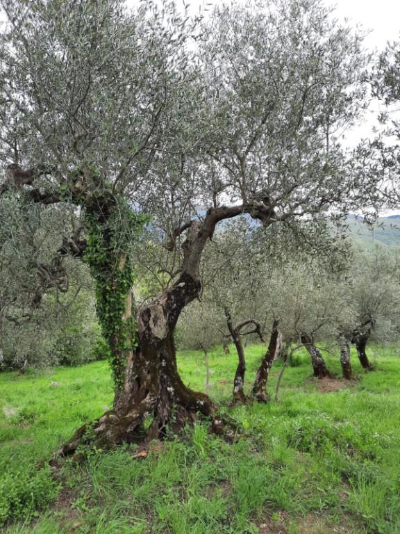 immagine annuncio 4 di 7