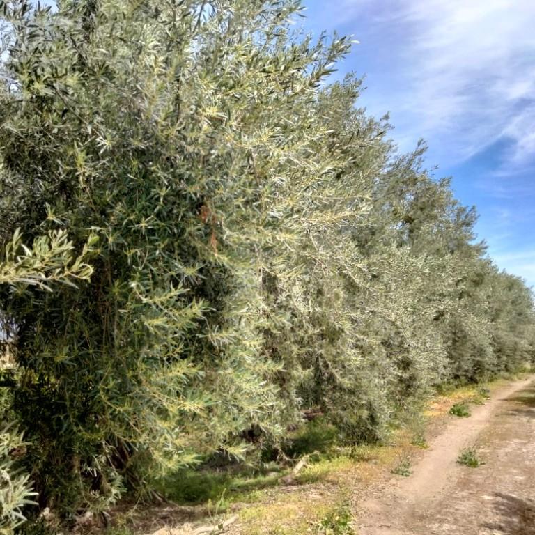 immagine annuncio 1 di 6