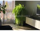 Foto - Appartamento in Affitto a Somma Lombardo (Varese)