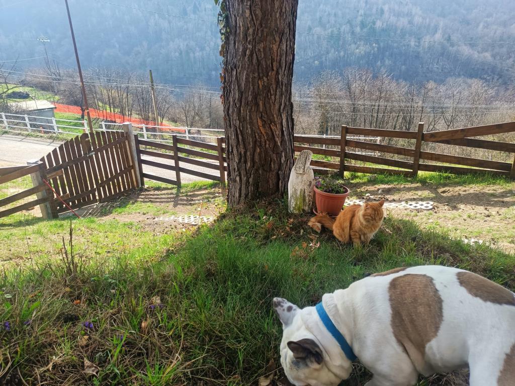 immagine annuncio 4 di 6