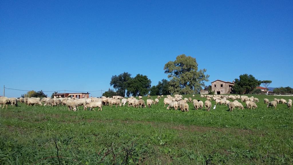 immagine annuncio 5 di 7