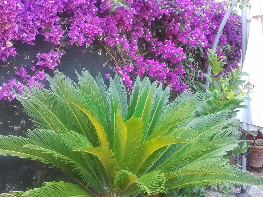 immagine annuncio 3 di 7