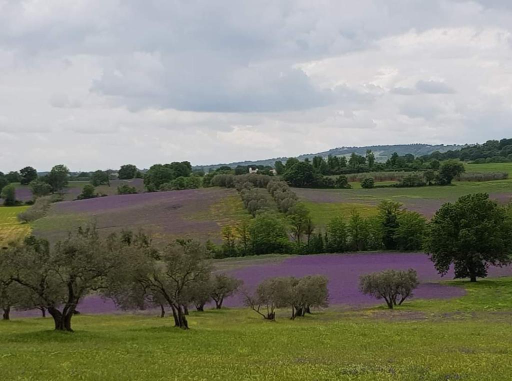 immagine annuncio 3 di 7