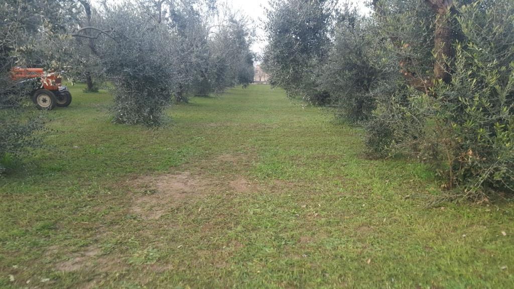 immagine annuncio 2 di 3
