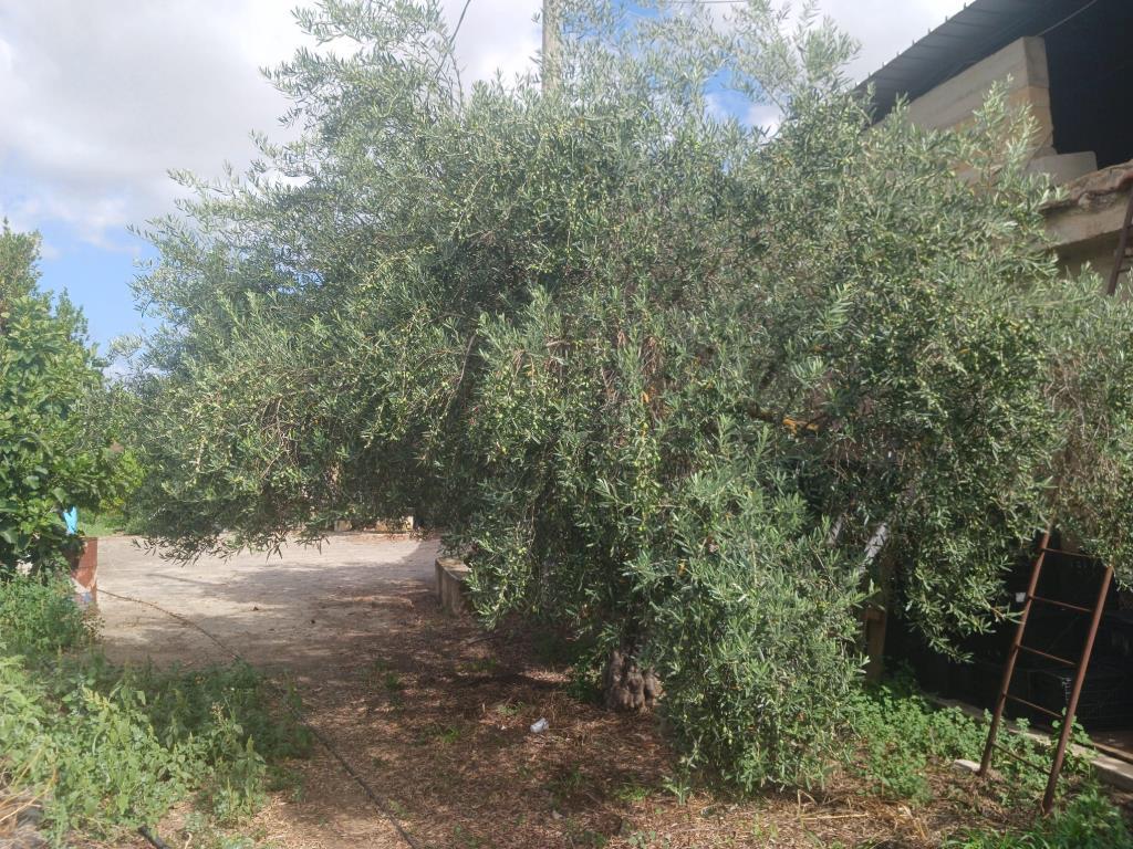 immagine annuncio 2 di 7