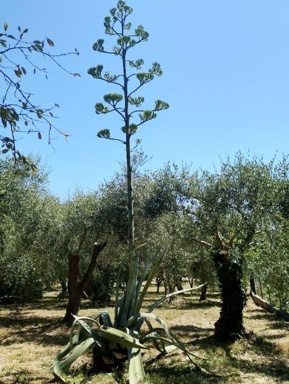 immagine annuncio 3 di 7