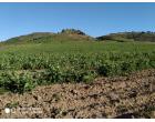 Foto - Terreno Agricolo/Coltura in Vendita a Gela (Caltanissetta)