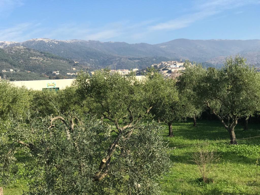 immagine annuncio 3 di 7
